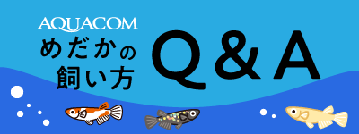 メダカの飼い方Q&A